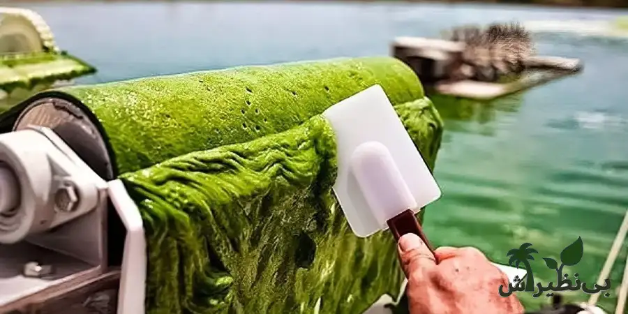 پرورش جلبک اسپرولینا