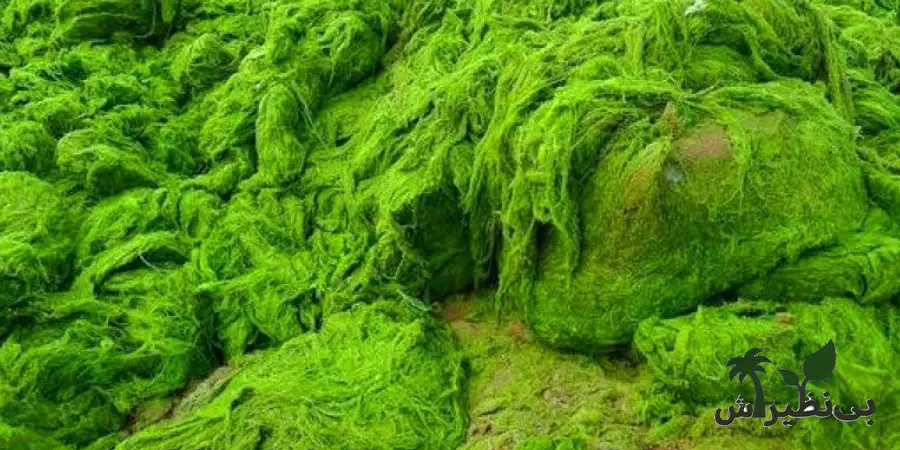 جلبک اسپرولینا 