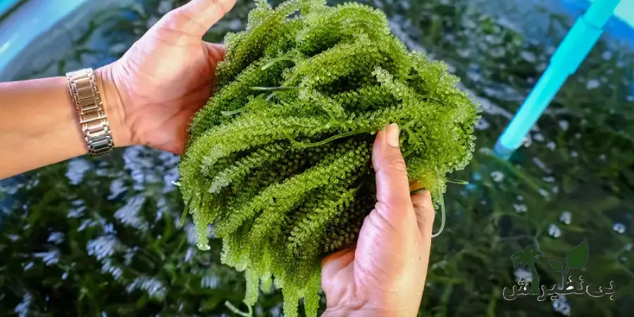 جلبک اسپرولینا