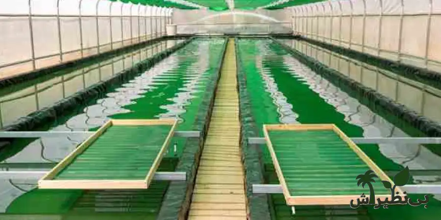 پرورش جلبک اسپرولینا در حوضچه